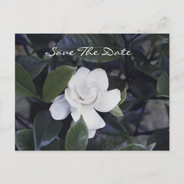 Enchanter Gardenia Enregistrer La Date Carte Posta (Devant)
