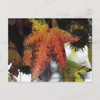 Encino California Postkarte