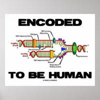 Encoded to be human (DNA-Replikation)