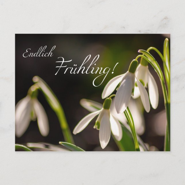 Endlich Frühling! Postkarte (Vorderseite)