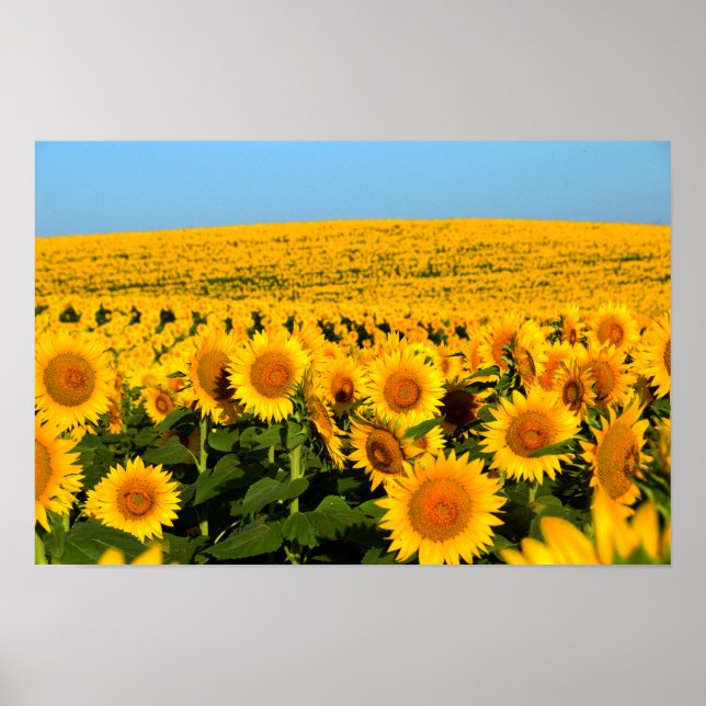 Endlose Sonnenblumen Poster (Vorne)