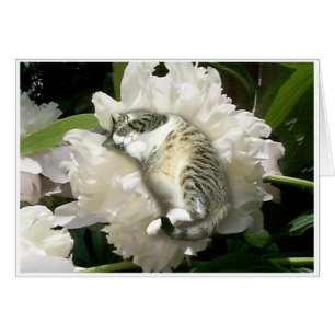 Endormi sur une pivoine