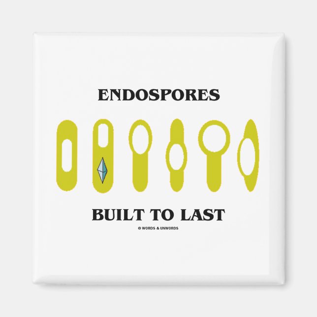 Endospores, bis zuletzt gebaut (bakterielle Einste Magnet (Vorne)
