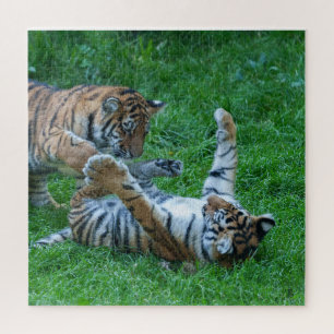 Energetische Tiger Cubs