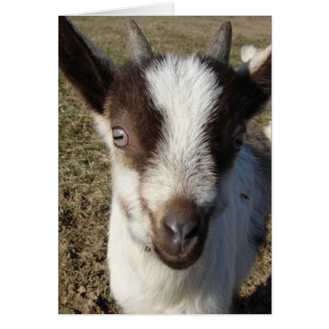 Enfant de chèvre alpine (Devant)