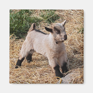 Enfant Mignon Aimant
