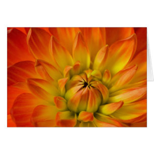 Eng in Fotografien der Dalhia-Blume mit der