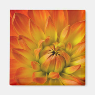 Eng in Fotografien der Dalhia-Blume mit der Magnet