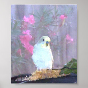 Engel das Budgie Poster