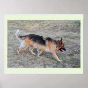 Engel der elsässische Hund Poster