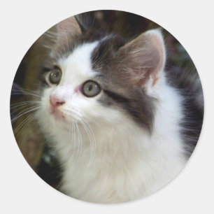 Engel mit Whiskers (Kätzchen) Stickers