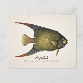 Engelfisch Postkarte - Stil II