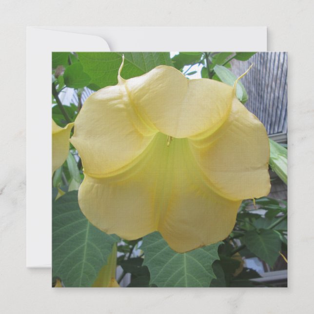 Engels-Trompete-goldene gelbe Blume Einladung (Vorderseite)