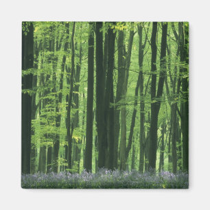 England, Buchenwald und Bluebells Magnet