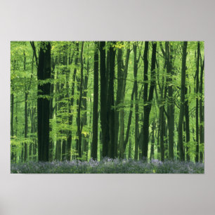 England, Buchenwald und Bluebells Poster