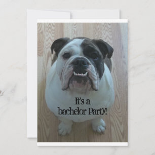 Englisch Bulldogge Coole Junggesellenabschied Einl Einladung