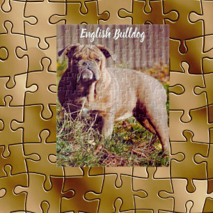 Englisch Bulldogge-Jigsaw-Puzzle-Spiel