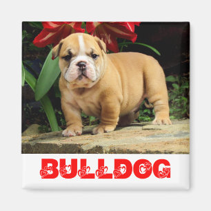 Englisch Bulldogge Welpe Hund Liebe Magnet