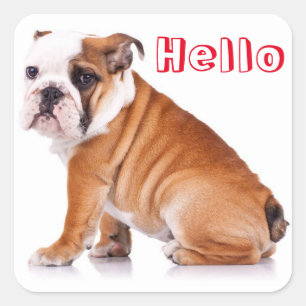 Englisch Bulldogge Welpen Hund Rot Hallo Quadratischer Aufkleber