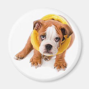 Englisch Bulldoggen-Welpen-Hund-Magnet Magnet