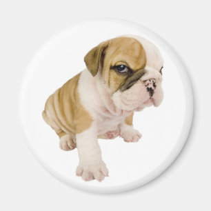 Englisch Bulldoggen-Welpen-Hund-Magnet Magnet