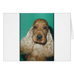 Englisch Cocker spaniel