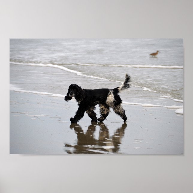 Englisch Cocker Spaniel am Strand Poster (Vorne)