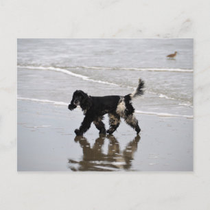 Englisch Cocker Spaniel am Strand Postkarte