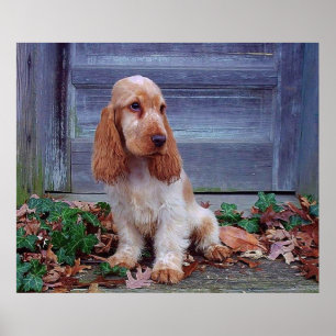 Englisch-Cocker spaniel-Druck Poster