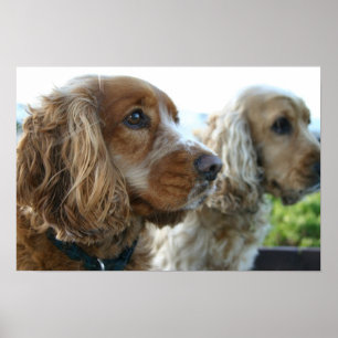 Englisch-Cocker spaniel-Hundeplakat Poster