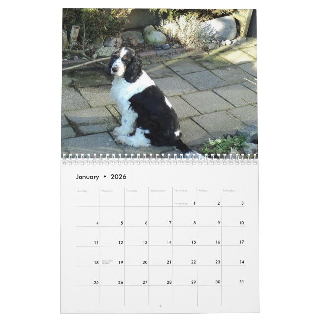 Englisch-cocker spaniel-Kalender Kalender (Jan 2026)