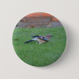 Englisch Jay Button