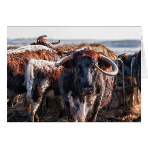 Englisch Longhorn