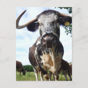 Englisch Longhorn Cattle Cow Postcard Postkarte