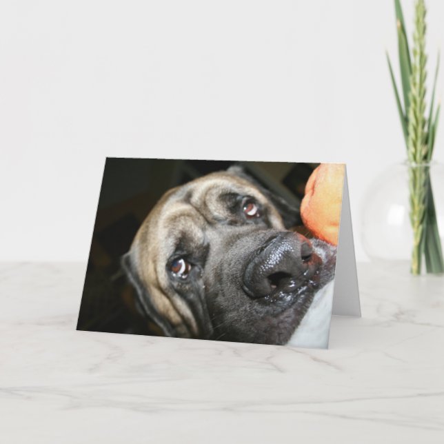 Englisch Mastiff Foto Karte (Vorderseite)