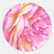 Englisch Pink Rose Blume Floral Petals