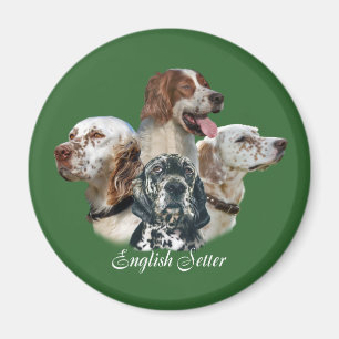 Englisch SetterCan't hat gerade einen Magneten Magnet