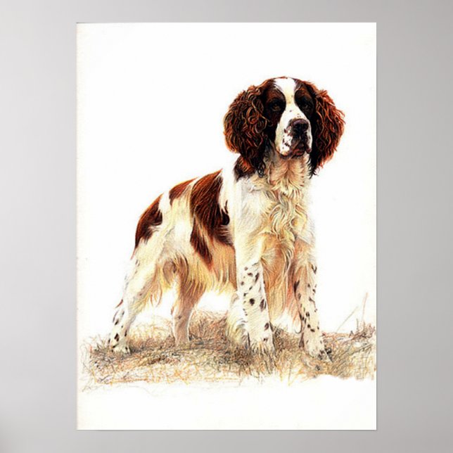 Englisch Springer Spanisch Dog Portrait Poster Pri (Vorne)