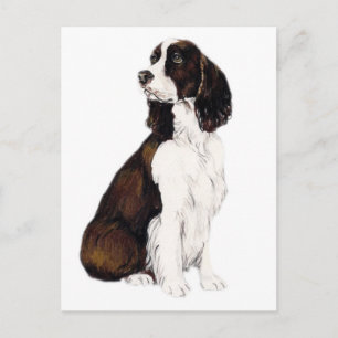 Englisch Springer Spanisch Dog Postcard Postkarte