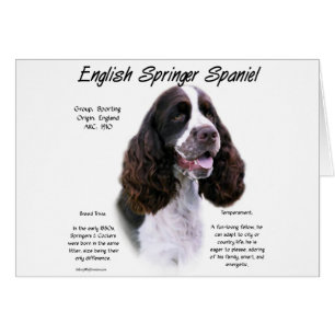 Englisch Springer Spanisch (Leber) Historisches De