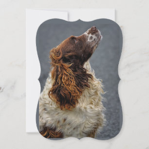 Englisch Springer Spanisch Liver & White sehen auf