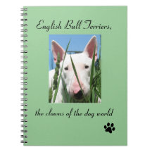 Englisch-Stier-Terrier die Clowns der Hundewelt