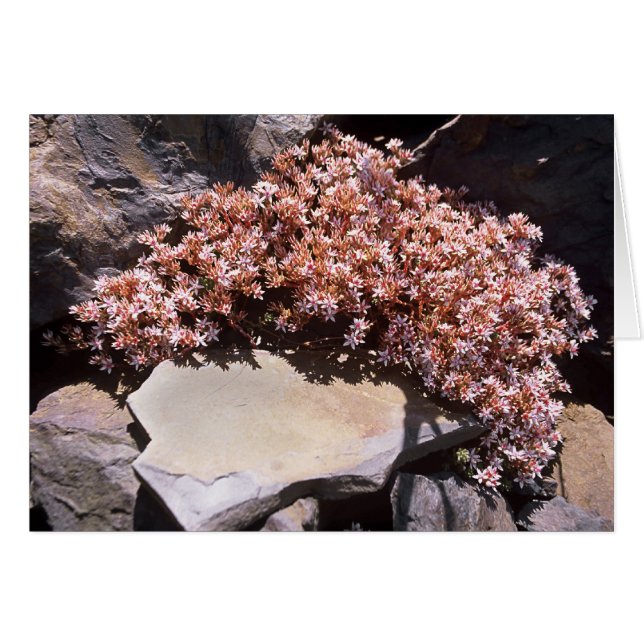 Englisch Stonecrop (Vorderseite (Horizontal))