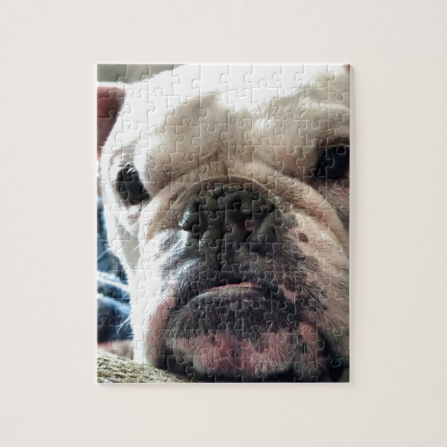 Englische Bulldogge (Vertikal)
