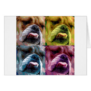 Englische Bulldogge