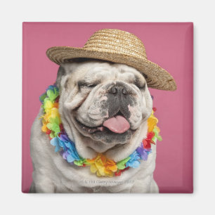 Englische Bulldogge (18 Monate alte) ein Stroh Magnet