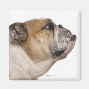 Englische Bulldogge (6 Jahre alt) Magnet