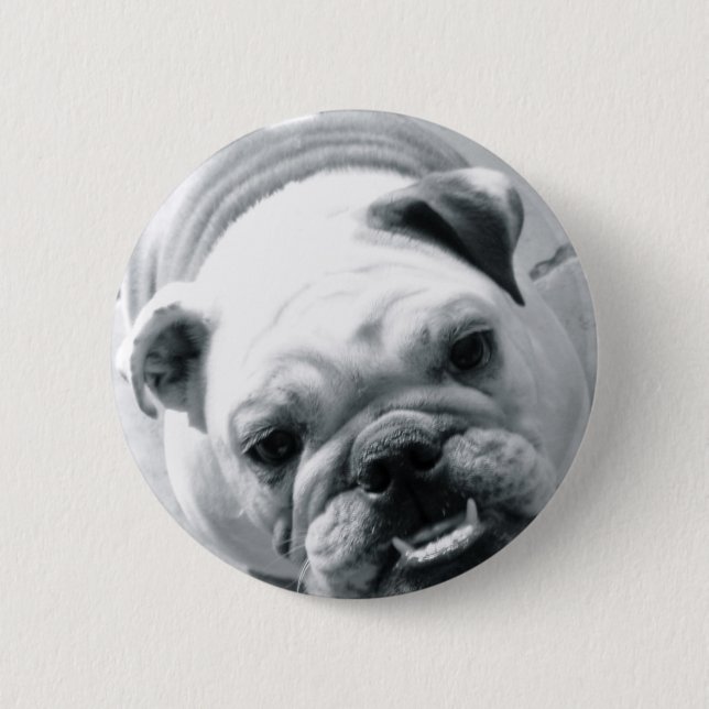 Englische Bulldogge Button (Vorderseite)
