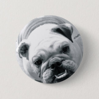 Englische Bulldogge Button