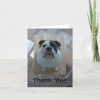 Englische Bulldogge danken Ihnen